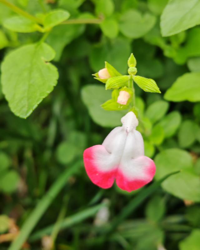 繁花似锦的秋天