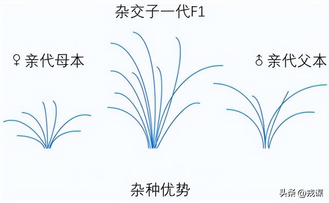 比丢导弹还危险？间谍在我国偷亲本种子，真能卡中国饭碗脖子！