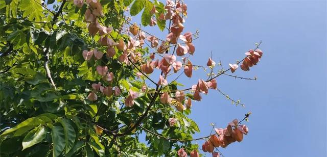 寻美薛城丨金色浪漫！森林公园里的“栾树”花开正艳，枝头流金溢彩！