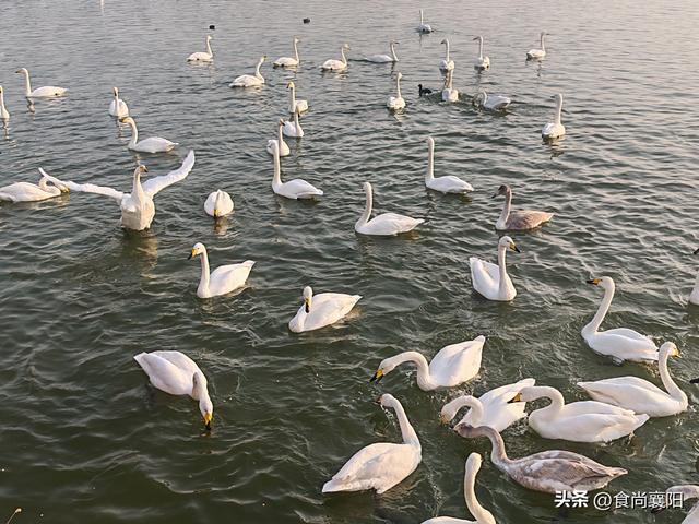 水与墨的交界：天鹅之城，三门峡六记