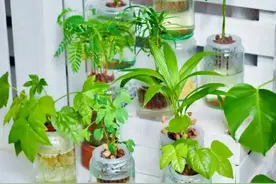 7种“水果核”别扔，丢进花盆里，15天长成小森林，美过发财树图片