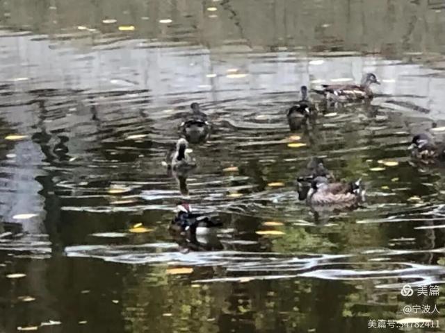 兆麟公园看鸳鸯戏水