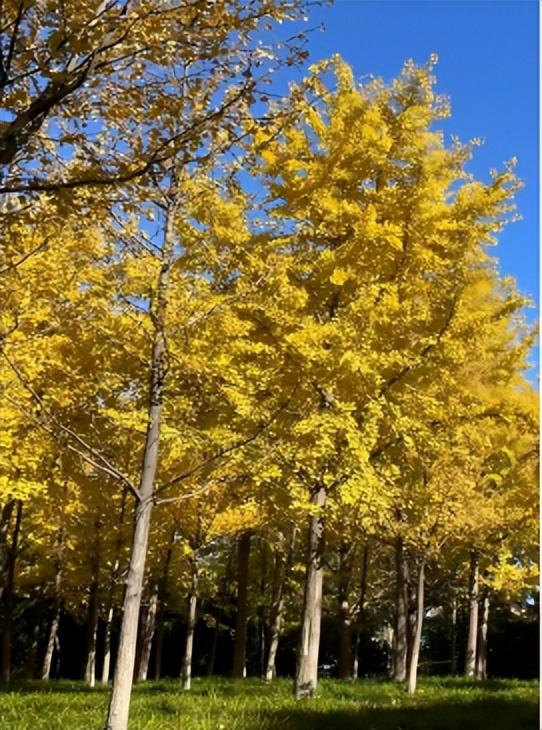 一叶知秋！2025年石家庄市城区赏秋指南来啦 这些地方别错过