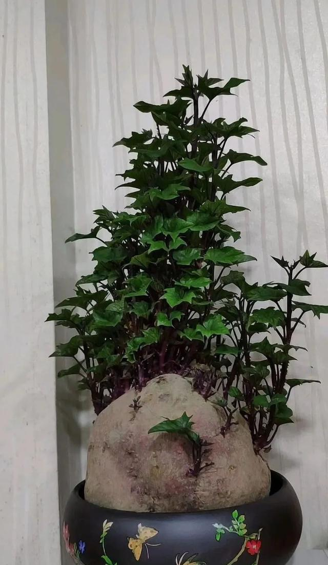 陕西一男子，晒“客厅红薯瀑布”走红，网友：我以为是塑料装饰品