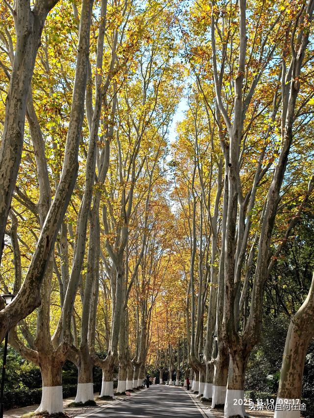 南京C位秋色！陵园路灵谷寺梧桐进入全盛期，错过又等一年