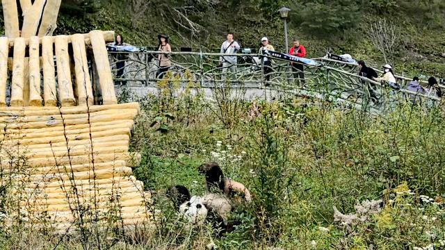 民族团结和美九寨 甲勿海大熊猫会“宠客”