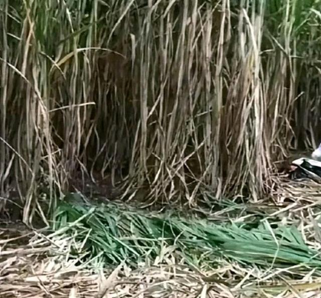 54岁李某甘蔗地杀2女人仍在逃！村民提供内幕，原因不简单