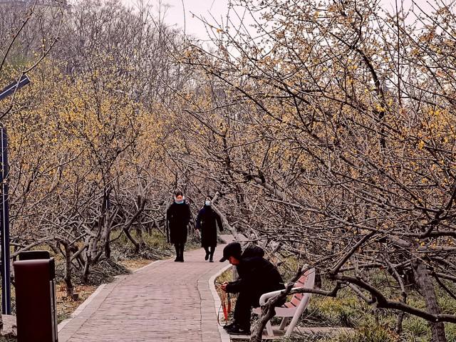 《今冬重庆蜡梅抢先登场，本月开启芬芳赏花佳期！》