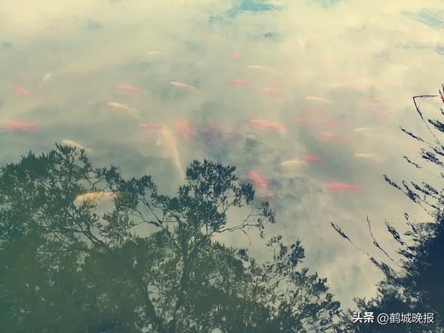 越南七日游后，我被这四个 "混搭" 惊到了！穿奥黛的姑娘喝法式咖啡，中药铺摆着法文说明书？