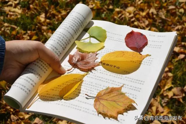 走不出这画了,我已被西海岸的秋景迷倒 🥹