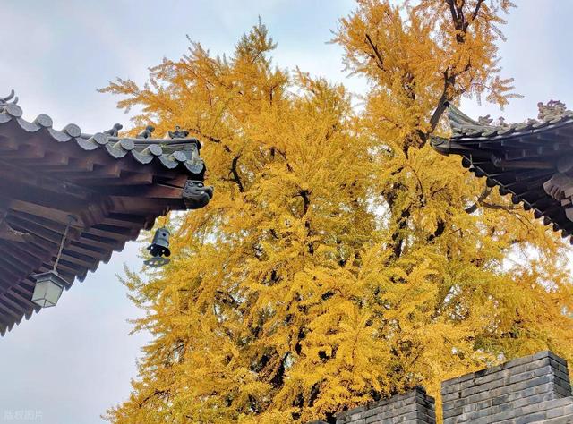 留着打卡！寺庙与千年古杏更配，每一张都是大片！