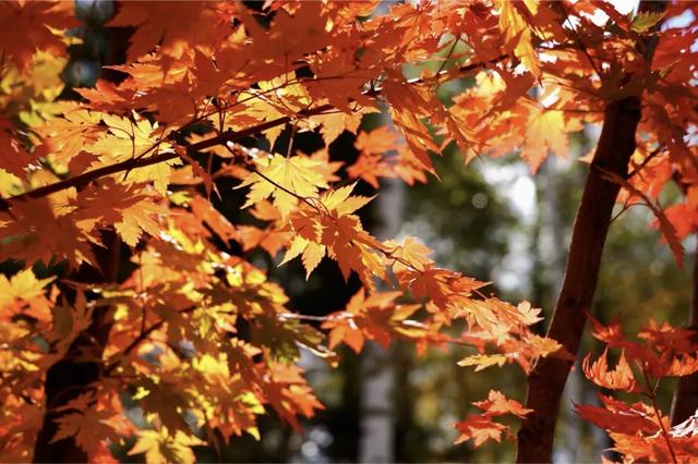 乘着高铁游白山 | 双节同庆 白山市彩色研学3日游