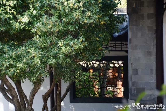 秋日南京，金色相逢