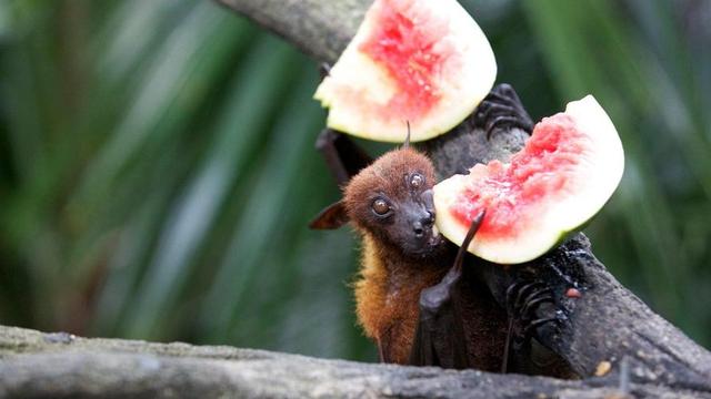 “尼帕病毒	”来势汹汹！建议：1不喝、2不碰	、1坚持，别马虎了！