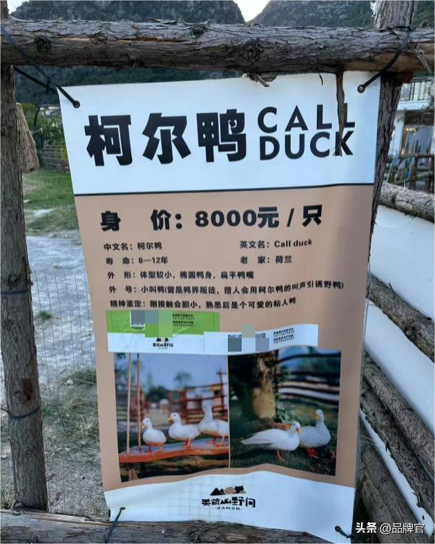 “鸭中爱马仕”跌落神坛，从上万一只到300元甩卖无人在意！