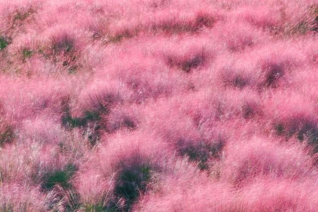 “粉色秘境”已上线！初冬必打卡！位置就在…