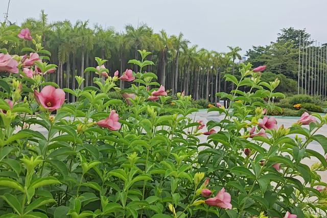 深圳最容易被忽略的高颜值公园,丛林秘境随处都是风景大片