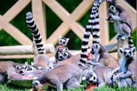 免费游园、逛吃熊猫餐厅……快去开启暑期“惊奇探索”！图片