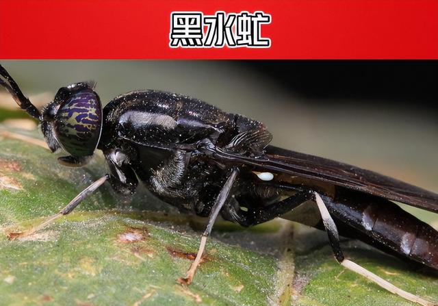 穷得吃垃圾、吃虫维生，富得请菲佣！菲律宾凭啥成全球奇景？