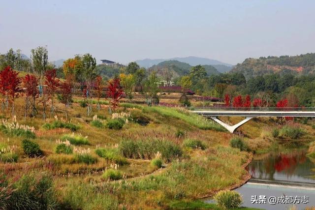 注意！这不是油画，而是成都的彩色秋天！