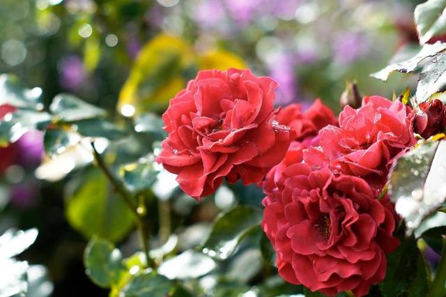 情感爆文：爱是信任，不是占有	，是心心念念的彼此牵挂