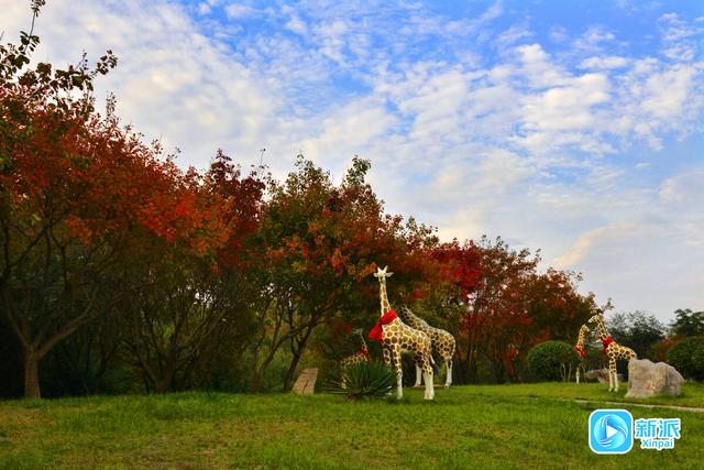 在潍坊汶河岸边，来一场最美的遇见！