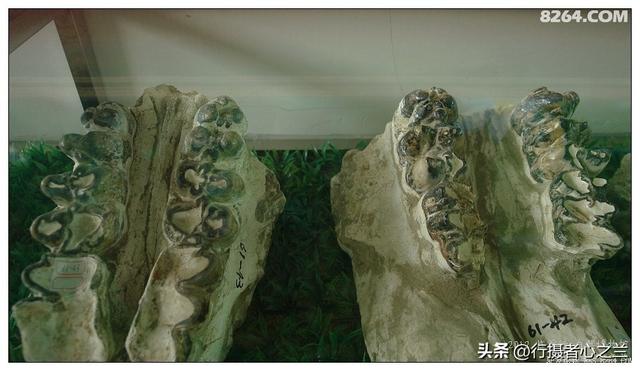 山东行游影记（27）—平邑天宇自然博物馆（二）