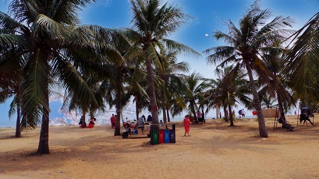 海滩恋曲：在椰影海风间遇见美好时光