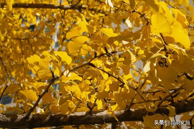 昆明冬日限定的金色浪漫，已加载完成！就藏在昆明这条街……