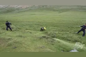 这个救熊视频，很多人看笑了！一小时“拔河”，刚见面，人也跑，熊也跑……图片