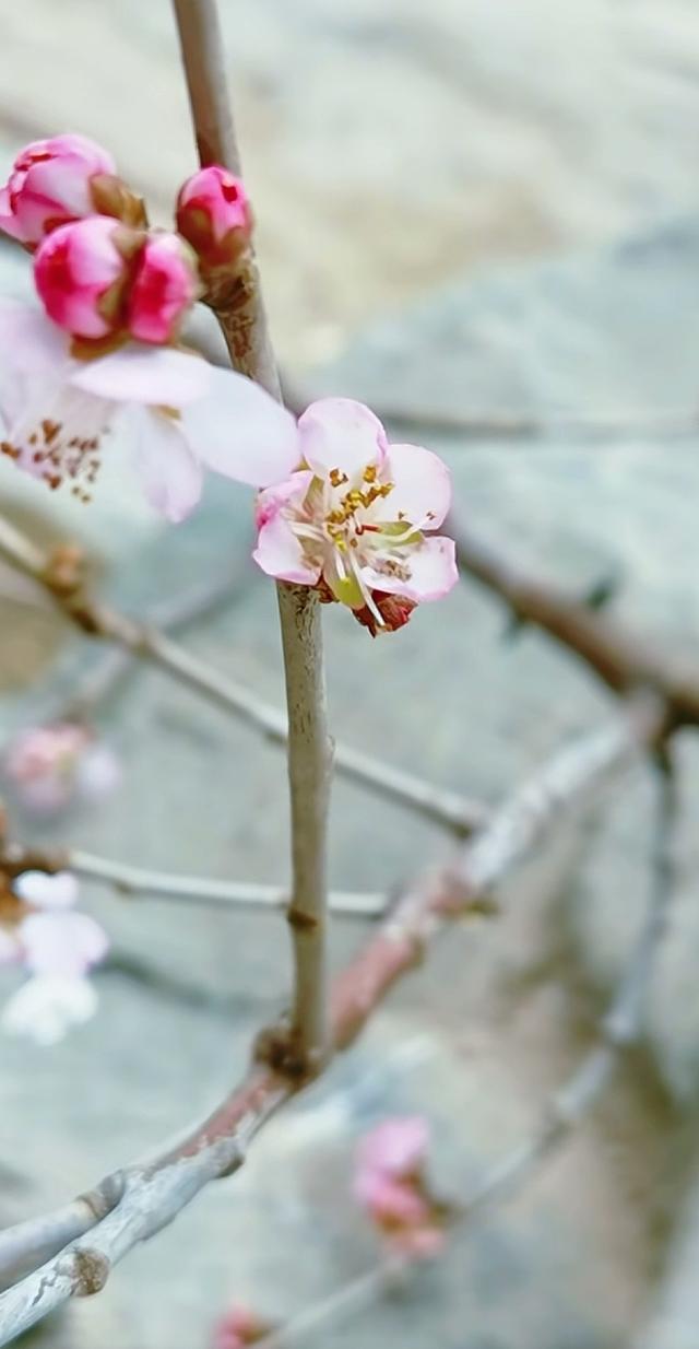 颐和园山桃花 逆寒潮绽放 罕见“血色冬花”