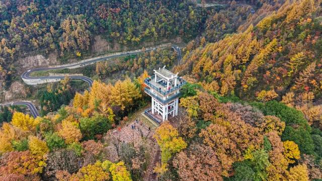 旺苍县红叶已达Ⅲ级，进入最佳观赏期！