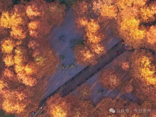 免费又出片！崇州初冬宝藏秘境，美到封神！