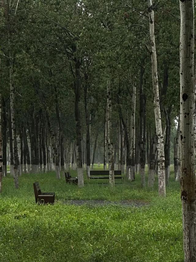 在未央，雨是历史的回响 也是生活的烟火