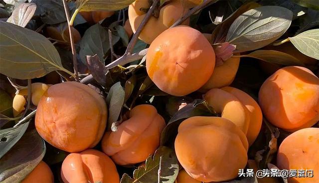 “霜降3不吃，吃了冬难安”，10月23日霜降，3不吃指啥？别大意