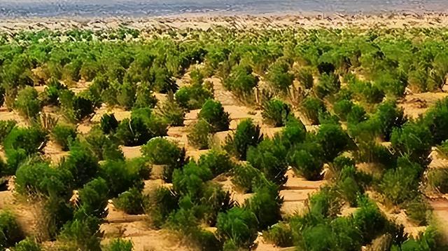 马云斥巨资在沙漠里种树，承诺每年1亿棵，9年过去了，树怎样了