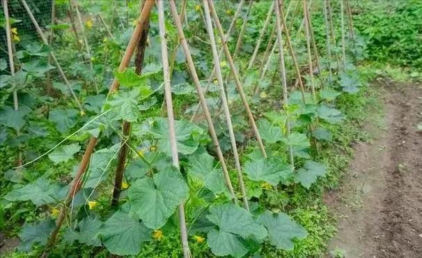 种过黄瓜的地，一定不要再种这几样菜了，种错了白忙活