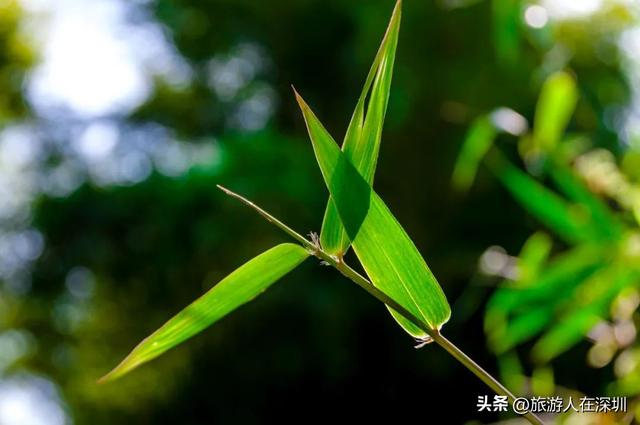 惠州香溪古堡徒步，13 公里解锁水泥与土路的奇妙，藏着多少惊喜