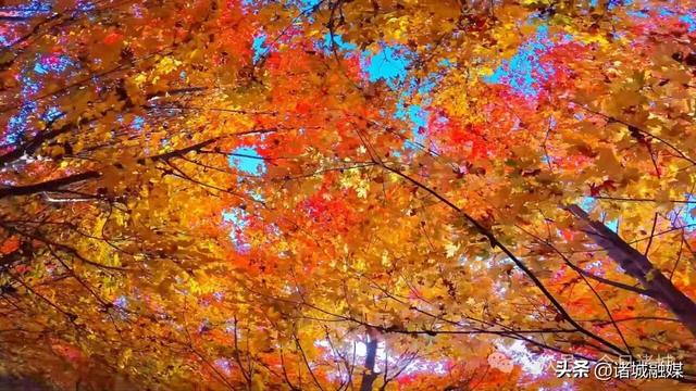 诸城秋浓,如诗如画!