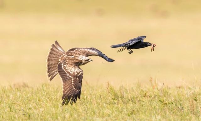 屈腿一跳就起飞