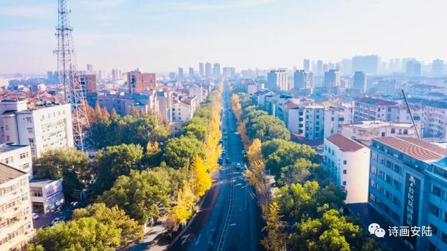 深秋的解放大道，安陆把最美的色彩泼给了它
