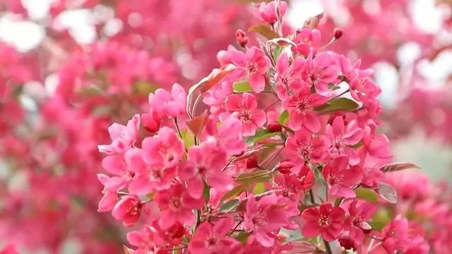 济南周边游|钢城区赏花地图上线啦,这三条旅游线路超有看头!