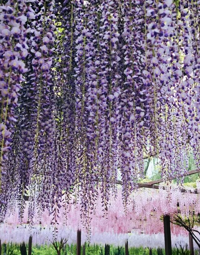 北京一处“最壮观”的紫藤花公园，犹如仙境一样美，震撼至极！