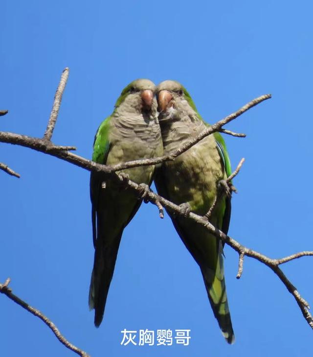 游览西班牙的奎尔公园