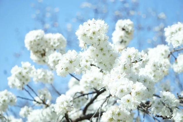 超值！植物园这片美人梅开men了