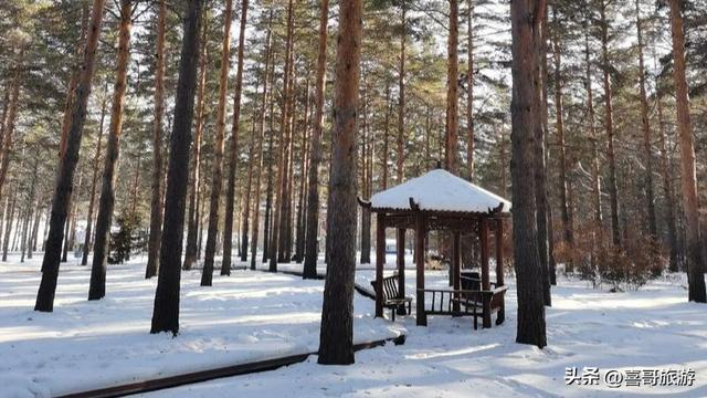 探秘嫩江高峰森林公园：北国森林的生态与人文交响