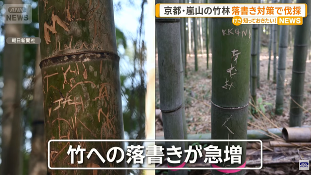 日本网红打卡地快被外国游客 “霍霍” 没了？京都岚山被逼砍竹林！