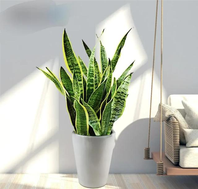 6种“镇宅花”，兔年养一盆，摆在客厅里，寓意着吉利，好运来