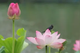 失眠反复睡不着，可能是肝郁，这3剂疏肝药需常备图片