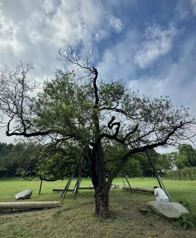 赶紧收藏！植物园内还藏着这样一个小众出片打卡地